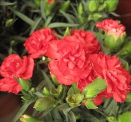 康乃馨种子 彩色花卉阳台盆栽种植种子 红色植物花草花籽种子