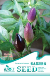 紫水晶观赏椒种子 五彩椒 樱桃椒菜籽 阳台盆栽蔬菜种子 彩包15粒