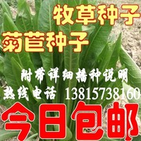 进口欧洲菊苣种子 肥猪菜种子菊苣牧草种子优质高产 将军菊苣种子
