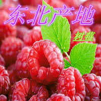 单季双季红树莓果树苗 红树莓树苗 树莓苗 覆盆子苗 大苗当年结果