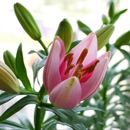 夏季进口香水百合花种球百合花盆栽当年开花批发每年3次花包成活