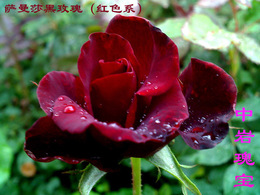 黑红玫瑰花多年生种苗特香型精品鲜花情人节盆景植物阳台花卉盆栽