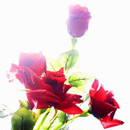 高仿真假花花露珠水滴红玫瑰白玫瑰4头多头长枝酒店会所家居 花卉