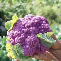 紫花椰菜种子紫色花菜籽 庭院阳台盆栽蔬菜种子 紫西兰花 包邮