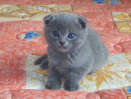 漂亮的蓝色折耳猫/品像优美的苏格兰折耳猫 短毛猫 纯种宠物猫咪