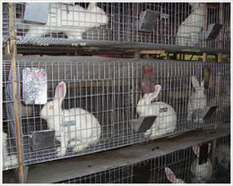 兔子养殖笼 养殖兔子笼 4层24位商品兔子笼  兔笼子