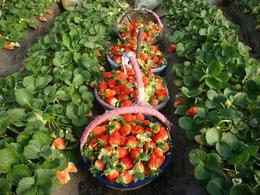 奶油草莓章姬红颜大苗盆栽草莓苗可当年结果苗可庭院种植植物大苗