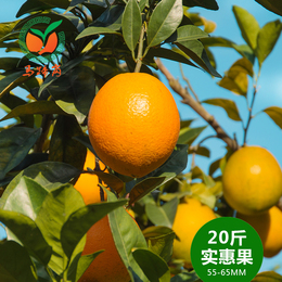 [马蹄岗]赣南脐橙20斤装实惠果甜橙子新鲜水果江西赣州寻乌甜橙