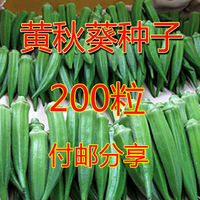 蔬菜种子精品黄秋葵种子羊角菜免费分享发芽率极高可榨汁秋葵种子