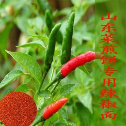 山东枣庄滕州菜煎饼专用辣椒面农家自种辣椒