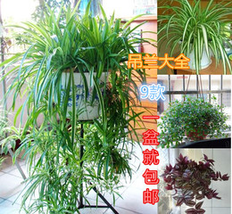 金边珍珠千叶吊兰绿植 室内常绿叶植物 吸甲醛防辐射 盆栽花卉
