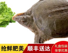骆马湖特产甲鱼中华鳖750g鲜活水产无公害绿色无污染食品特价包邮