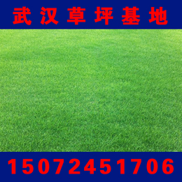 武汉草坪基地大量出售园林绿化天堂草皮