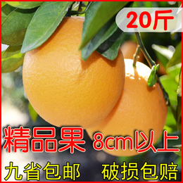 赣南脐橙 寻乌新鲜橙子8cm以上精品果薄皮现摘水果20斤九省包邮