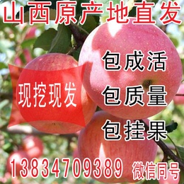 苹果苗 果树苗 苹果树苗嫁接苗 红富士苹果苗 澳洲青苹果树苗盆栽