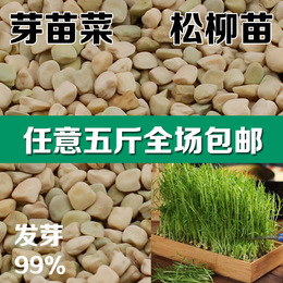 芽苗菜 松柳小麦苜蓿种子有机小菜苗水培土培健康蔬菜阳台种菜