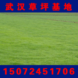 武汉草坪基地大量出售园林绿化马尼拉草皮