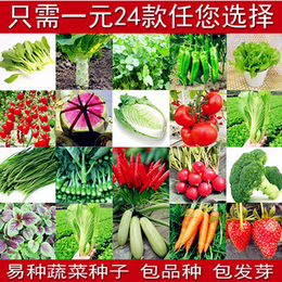 秋冬季蔬菜种子套餐 阳台盆栽四季播易种菜种子 家庭菜籽包邮