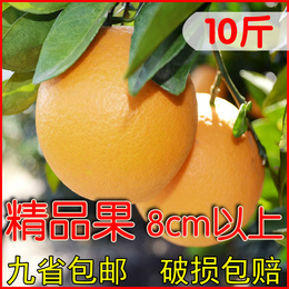 赣南脐橙 新鲜橙子8cm以上精品果 薄皮现摘孕妇水果10斤九省包邮