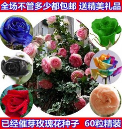进口盆栽花卉种子 红玫瑰花种子爬墙围栏 蔷薇种子鲜花四季植套餐