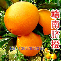 赣南信丰脐橙 孕妇食品  安西橙子 当季水果8省包邮75-85