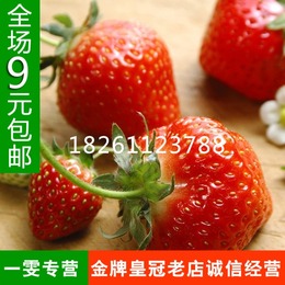 300粒装四季播种 易种阳台盆栽蔬菜种子 果树种子 草莓种子包邮