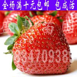 四季草莓苗 盆栽-攀援爬藤草莓苗  阳台上的水果