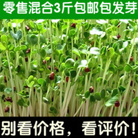 2016年新芽苗菜种子红水萝卜豆芽机阳台菜白萝卜籽 不包邮芽菜籽