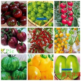 【100粒】粉红樱桃番茄种子 罕见西红柿水果种子蔬菜有机高营养