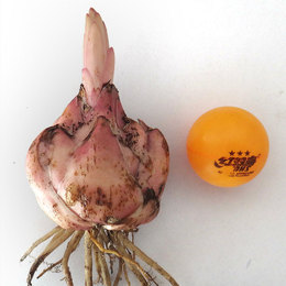 【现货】荷兰进口 香水百合花种球 带芽一代百合种球 包颜色 包邮