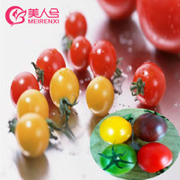美人兮 番茄种子西红柿樱桃番茄圣女果阳台盆栽水果蔬菜种子24款