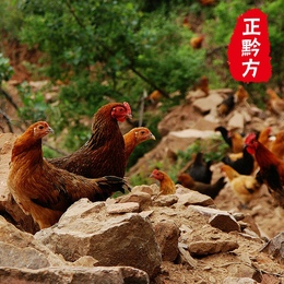 [正黔方]贵州农村山地放养土鸡（母）绿色食品生禽家禽  1只