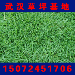 武汉草坪基地大量出售园林绿化结缕草皮