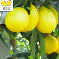安岳生态黄柠檬新鲜优质多汁大果5斤包邮榨汁泡水果首选产地直发