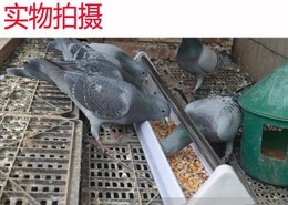 鸽用自动食盒 塑钢食盒 料槽 信鸽 赛鸽专用食槽 信鸽用品 用具