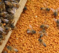 14新货纯天然青海油菜花粉胜松花粉 蜂花粉 保护前列腺正品 250g