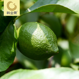 【韩金果】新鲜水果原生态 台湾青柠檬 比黄柠檬多3倍维c 5斤包邮