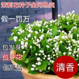 花卉种子 阳台盆栽植物 茉莉花种子 芳香易种四季播花卉 5粒装