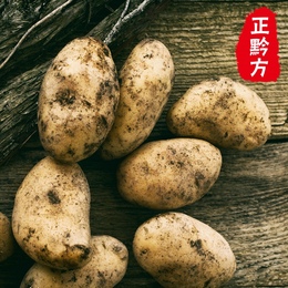 [正黔方]贵州天然新鲜蔬菜原生态种植红薯土豆洋芋马铃薯500g