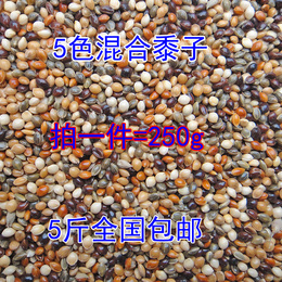 黑白红黄青黍子/5色混合 虎皮牡丹鹦鹉混合鸟食饲料鸟粮包邮