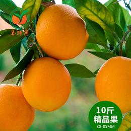 【马蹄岗】正宗赣南脐橙10斤装精品果 赣州寻乌甜橙子新鲜水果