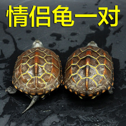 乌龟活体中华草龟招财长寿风水外塘宠物观赏6-8cm两只金线龟包邮