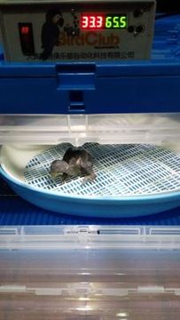 育雏箱 鹦鹉保温箱 进口微风系统 高精度恒温恒湿