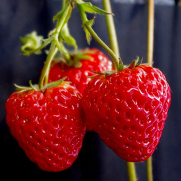 1.5元200粒 四季结果草莓种子红白黑草莓蓝家盆栽 美容水果蔬菜籽