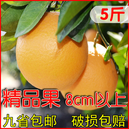 赣南脐橙 新鲜寻乌橙子8cm以上精品果 薄皮现摘水果5斤包邮
