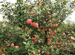 红富士苹果苗批发嘎啦苹果苗盆栽苹果红将军苹果苗大量批发苹果苗