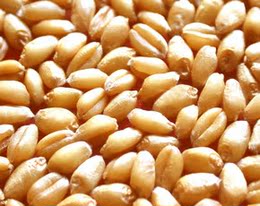 2015年小麦|小麦粒|小麦草种子|带皮小麦五谷杂粮50斤装15省包邮