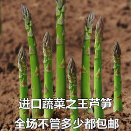 进口英国芦笋种子蔬菜之王耐热耐寒多年生种子石刁柏种子100粒