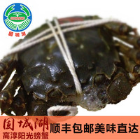 鲜活南京固城湖螃蟹8只装公3.9-3.4两 母2.7-2.4两