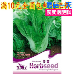 酸菜鱼酸菜芥菜种子（根茎芥菜 叶用芥菜） 青菜 绿叶 菜籽